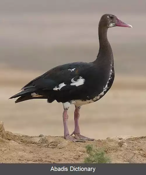 عکس غاز سیخ بال