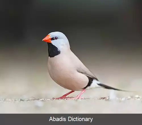 عکس سهره دم دراز