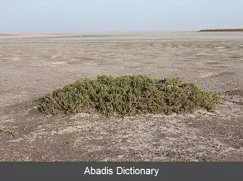 عکس بوتکول