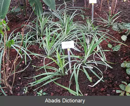 عکس فسترلا ربرترئادی