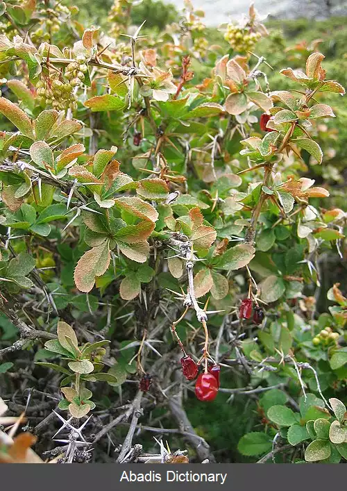 عکس زرشک اتنا