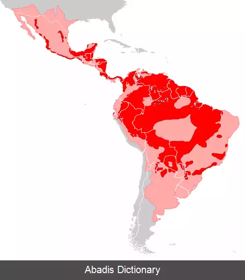 عکس فهرست بزرگترین گربه سانان