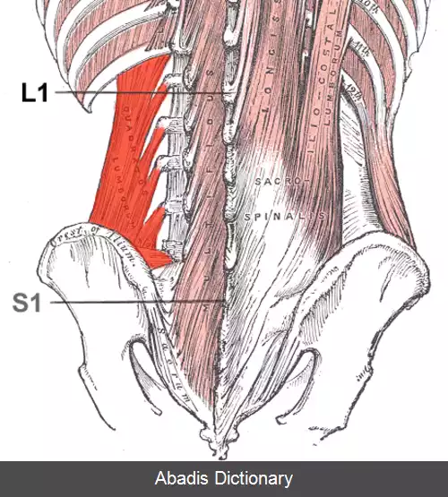 عکس ماهیچه چهارگوش کمری