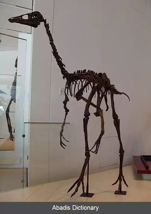 عکس اورنیتومیموس