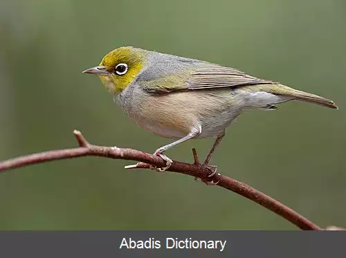 عکس سیمین چشم