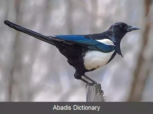 عکس زاغی دمگاه سیاه