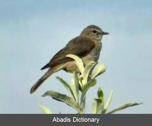 عکس سسک قهوه ای