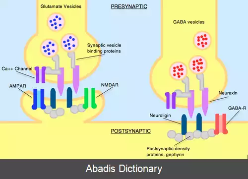 عکس نورولایگین