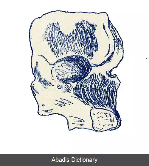 عکس آراسته سوسمار