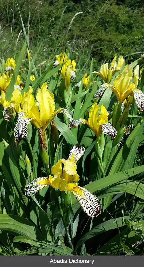 عکس زنبق چندرنگ