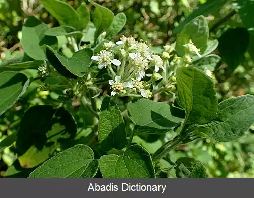 عکس منتانوا تمنتسا