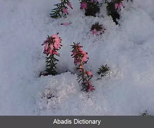عکس خلنگ زمستانی