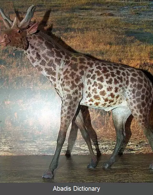 عکس زرافه واران