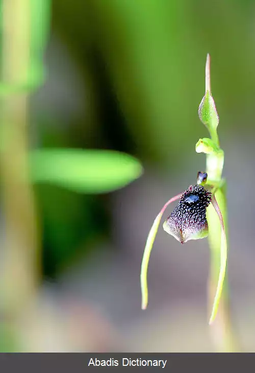 عکس ارکیده مورچه ای معمولی