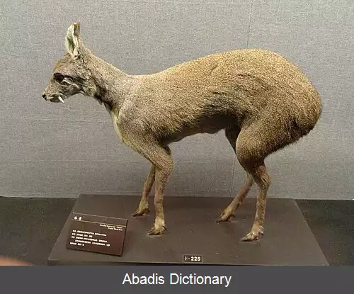 عکس آهوی ختن کوتوله