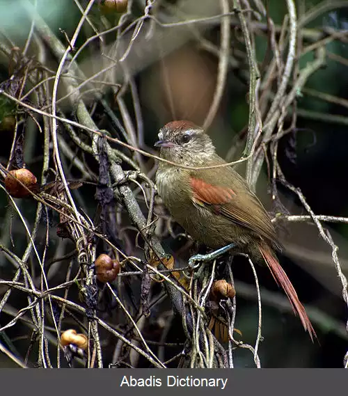 عکس دم تیزک های اصلی