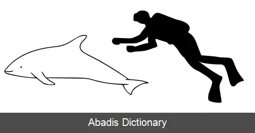 عکس دلفین چانه سیاه