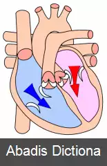عکس چرخه قلبی