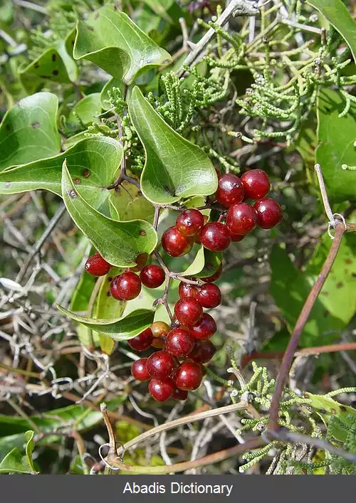 عکس ازملک زبر