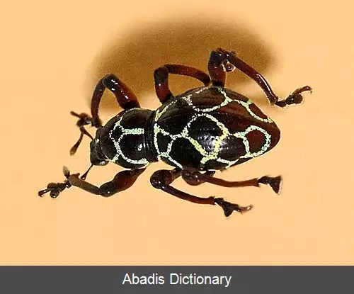 عکس سوسکچه دماغ دراز رتیکولاتوس