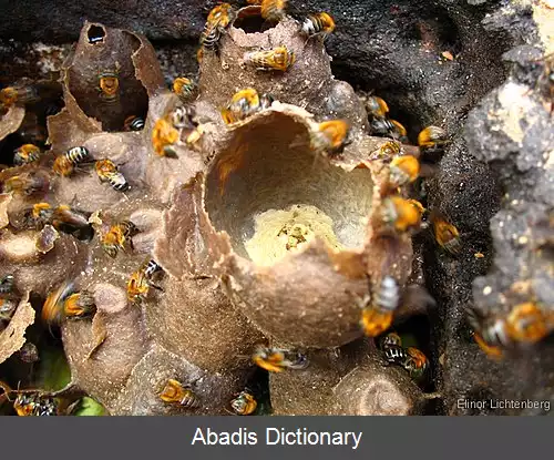 عکس زنبور بدون نیش