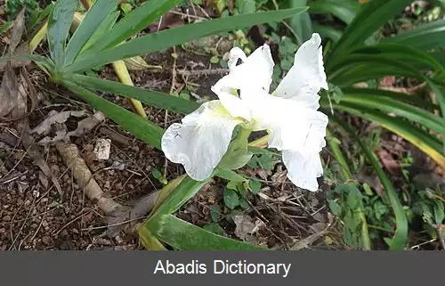 عکس زنبق کشمیری