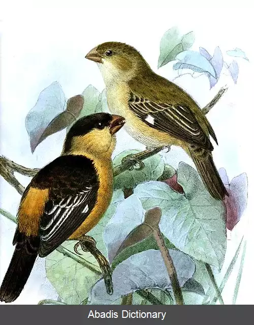 عکس دانه خوار سیاه برنزه