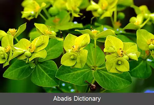 عکس فرفیون کرنیگرا