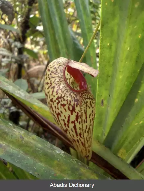 عکس درون زیاگان گیاه پارچ