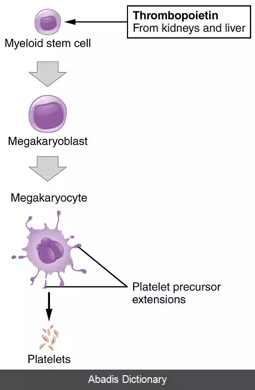 عکس ترومبوپوئز