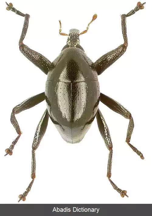عکس سوسکچه آگیلیس