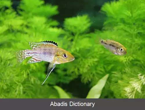 عکس سیکلیدهای آفریقایی