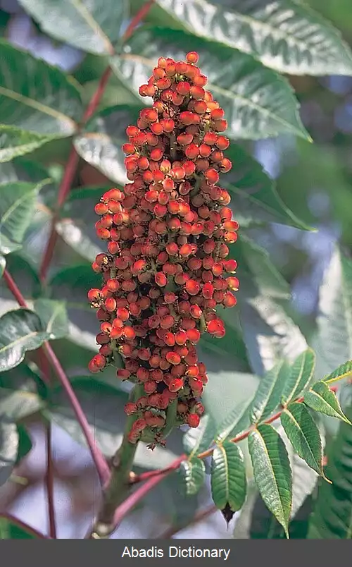 عکس راس گلابرا