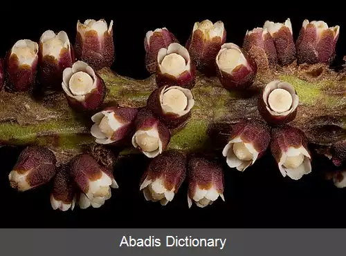 عکس خون گون (سرده)