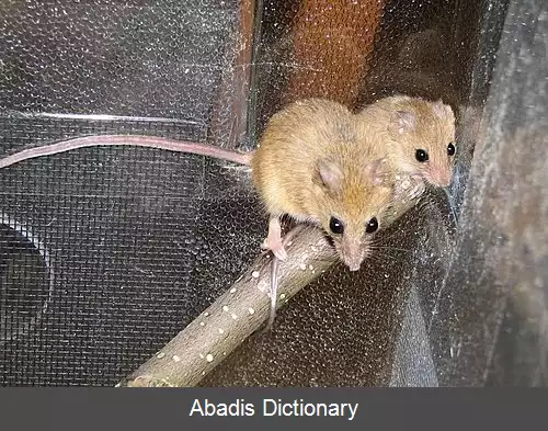 عکس درختی موشیان