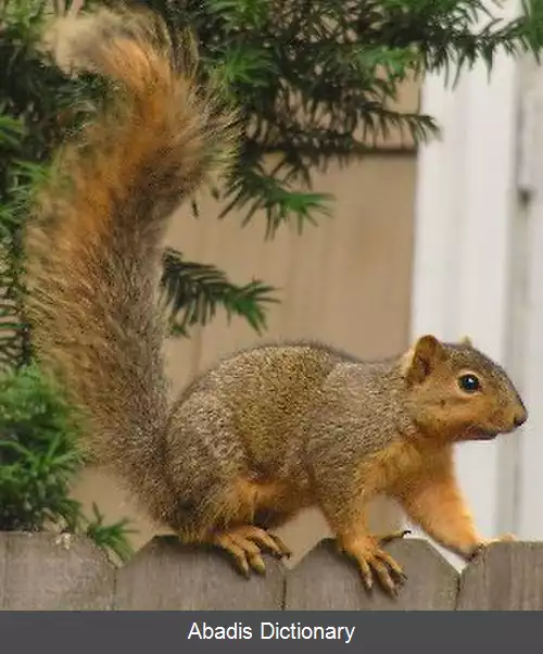 عکس سنجاب روباهی