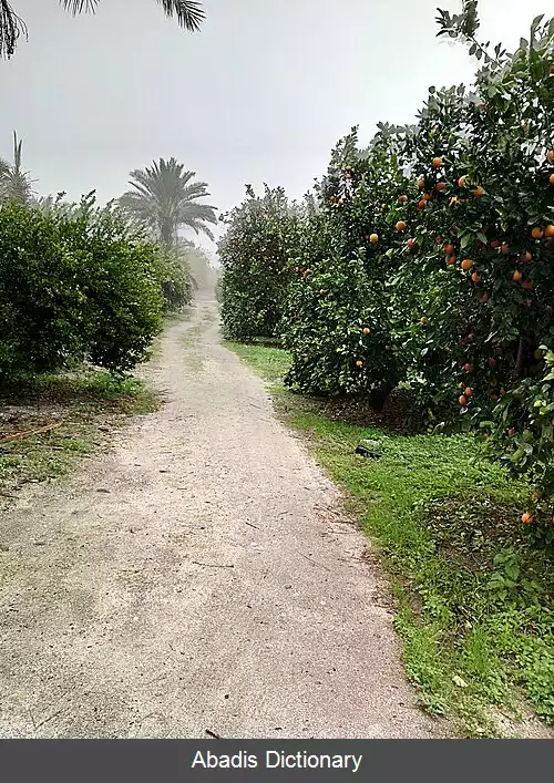 عکس بندسراجی