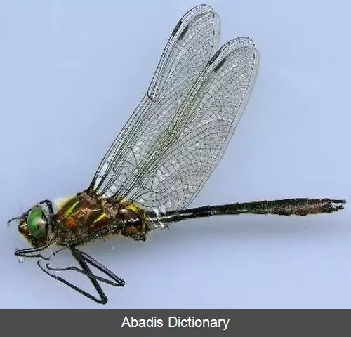 عکس زمردی آمریکایی