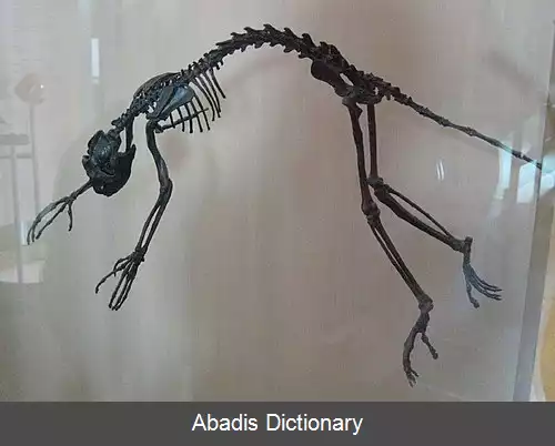 عکس خرس نمائیان