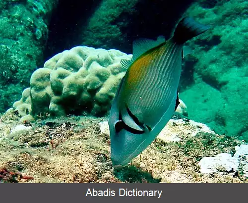 عکس فریباماهی داسی