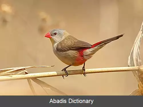 عکس نوک مومی سینه فندقی