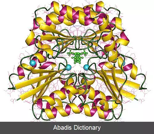 عکس فسفومانوموتاز