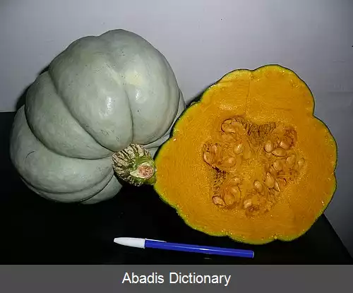 عکس کدو تنبل آبی