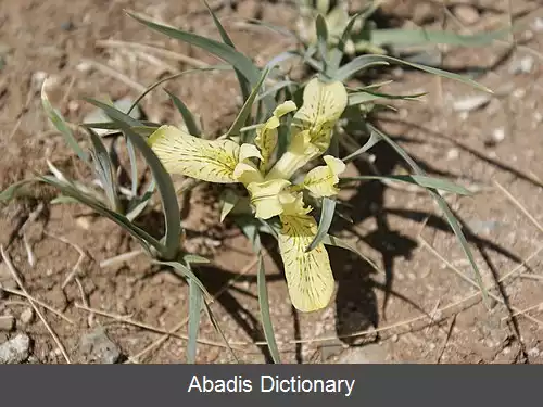 عکس زنبق پوتانینی