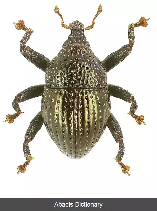 عکس سوسکچه آئنیپنیس