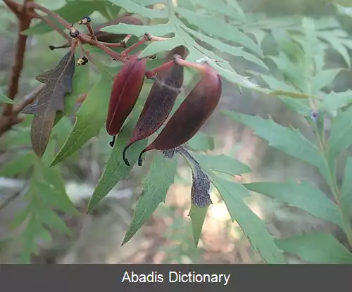 عکس آب چکان کریمه ای