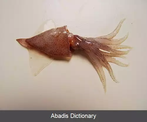 عکس آبرالیا