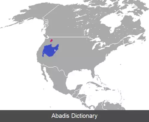 عکس خرگوش کوتوله