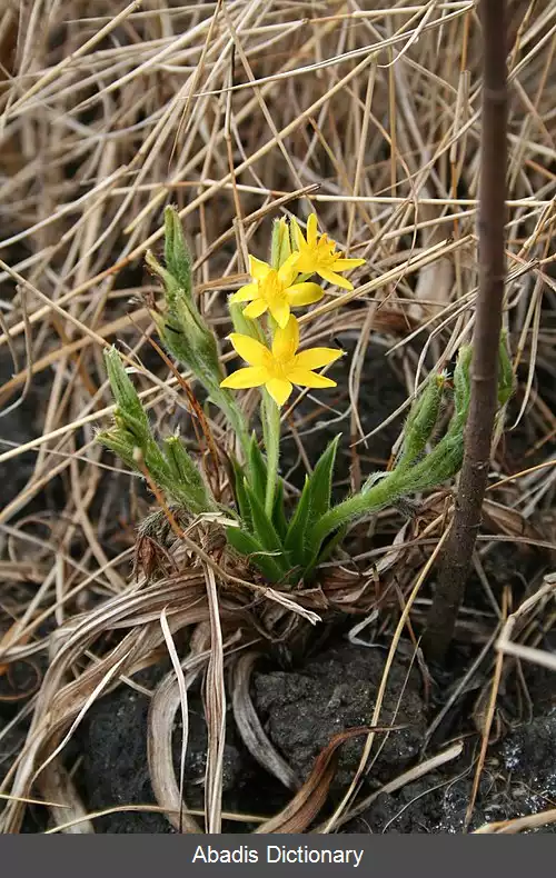 عکس زرداختر