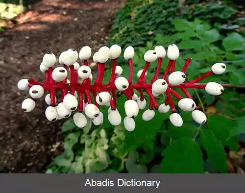 عکس فهرست میوه های غیر خوراکی